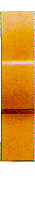 vertical plaster image
